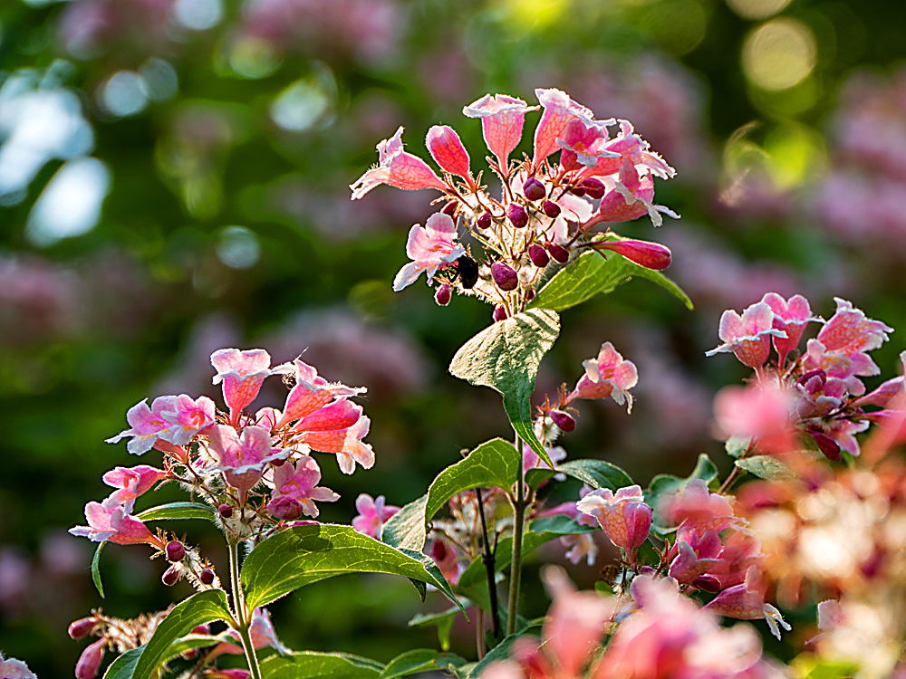 zur &Uuml;bersicht Wildblumen 11