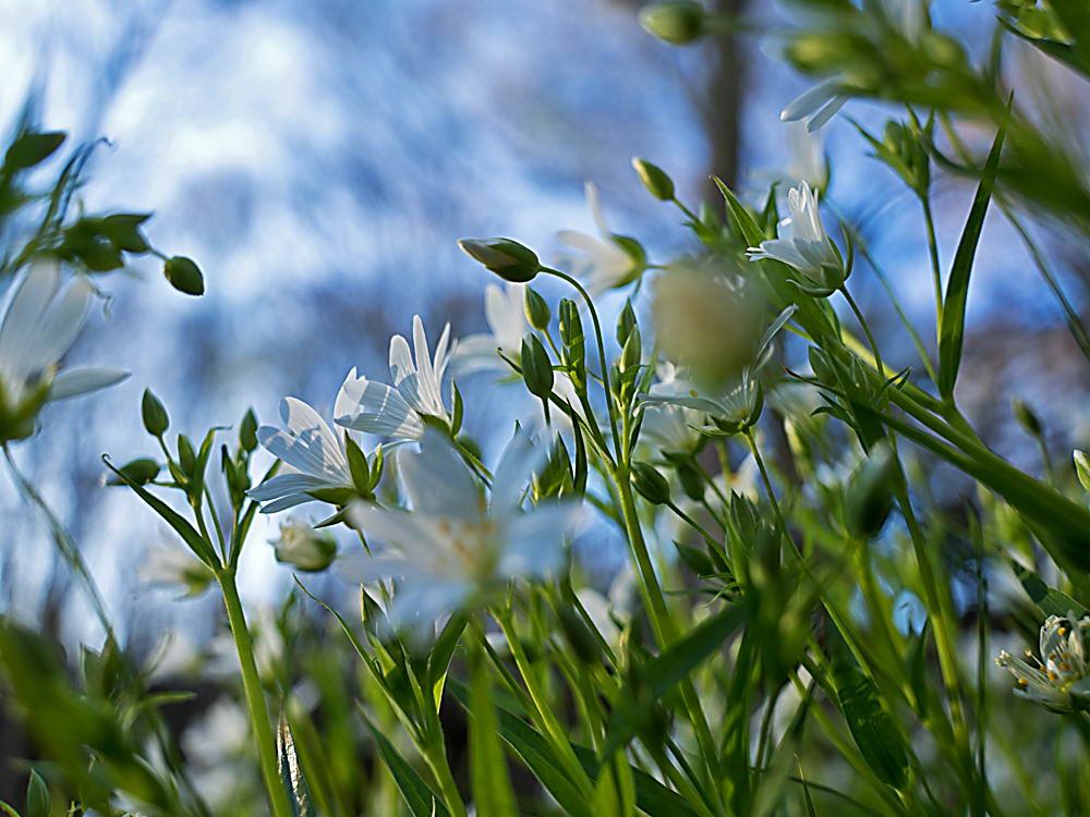 zur &Uuml;bersicht Wildblumen 11