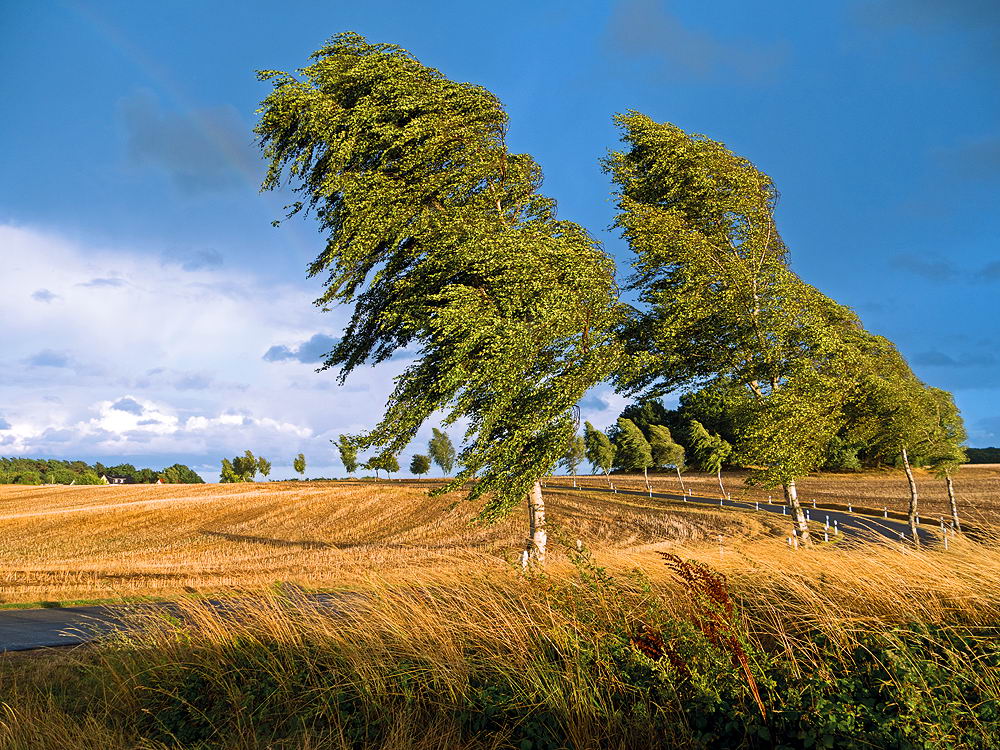 zur &Uuml;bersicht Wind 2