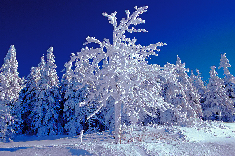 zur &Uuml;bersicht Winterzauber 4