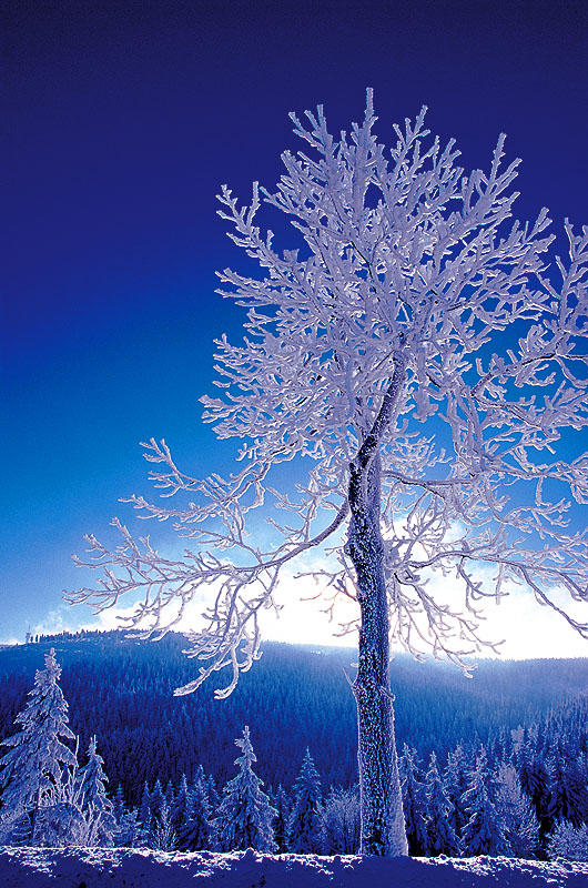 zur &Uuml;bersicht Winterzauber 8