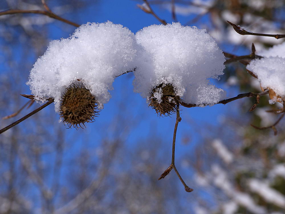 zur &Uuml;bersicht Zapfenstreich 2