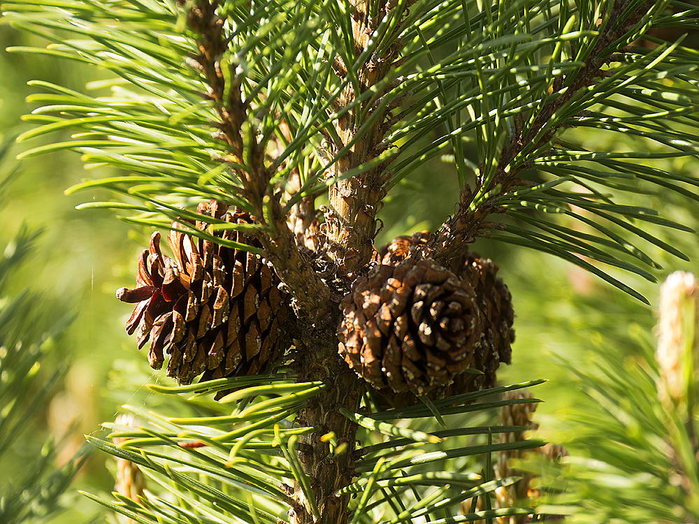 zur &Uuml;bersicht Zapfenstreich 2