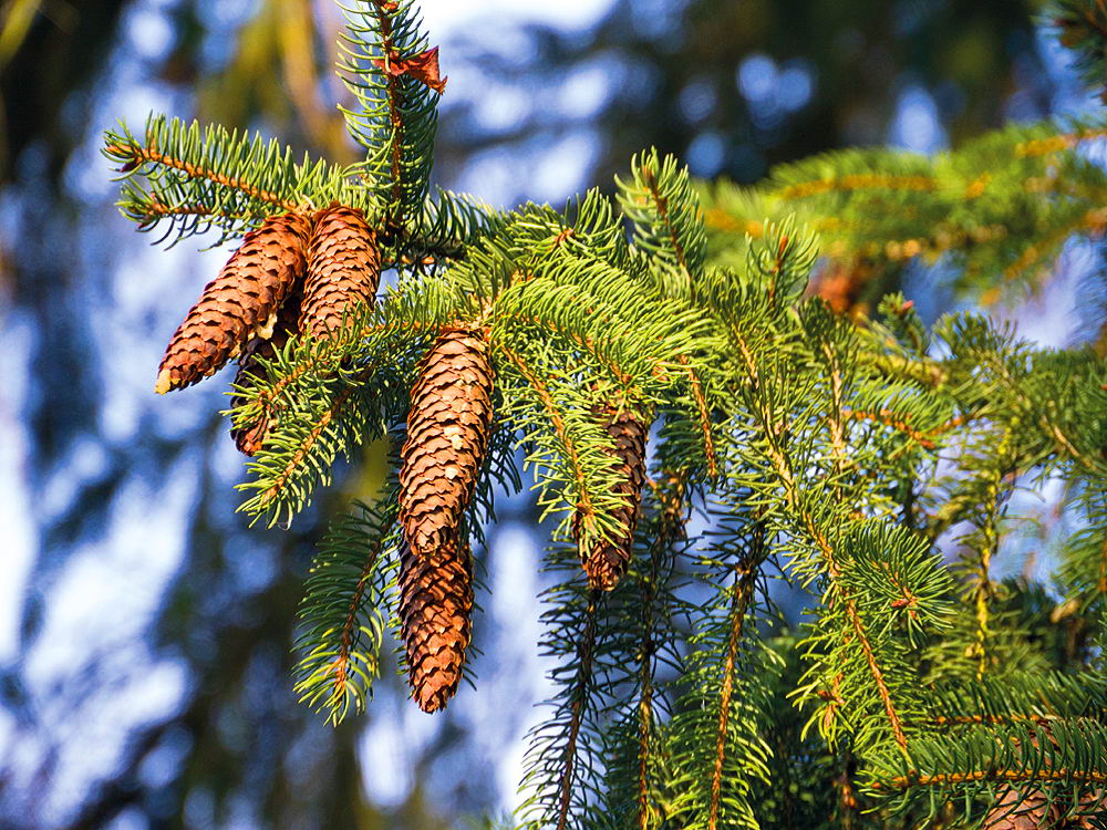 zur &Uuml;bersicht Zapfenstreich 2