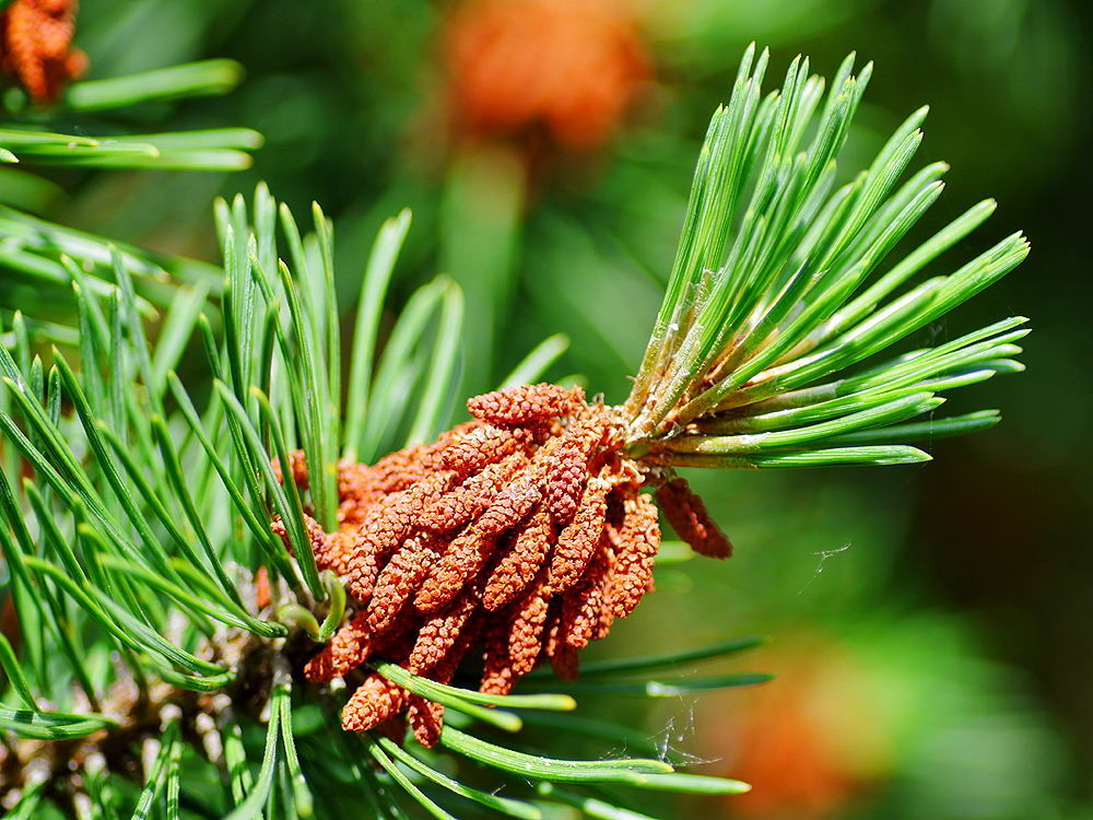 zur &Uuml;bersicht Zapfenstreich 2