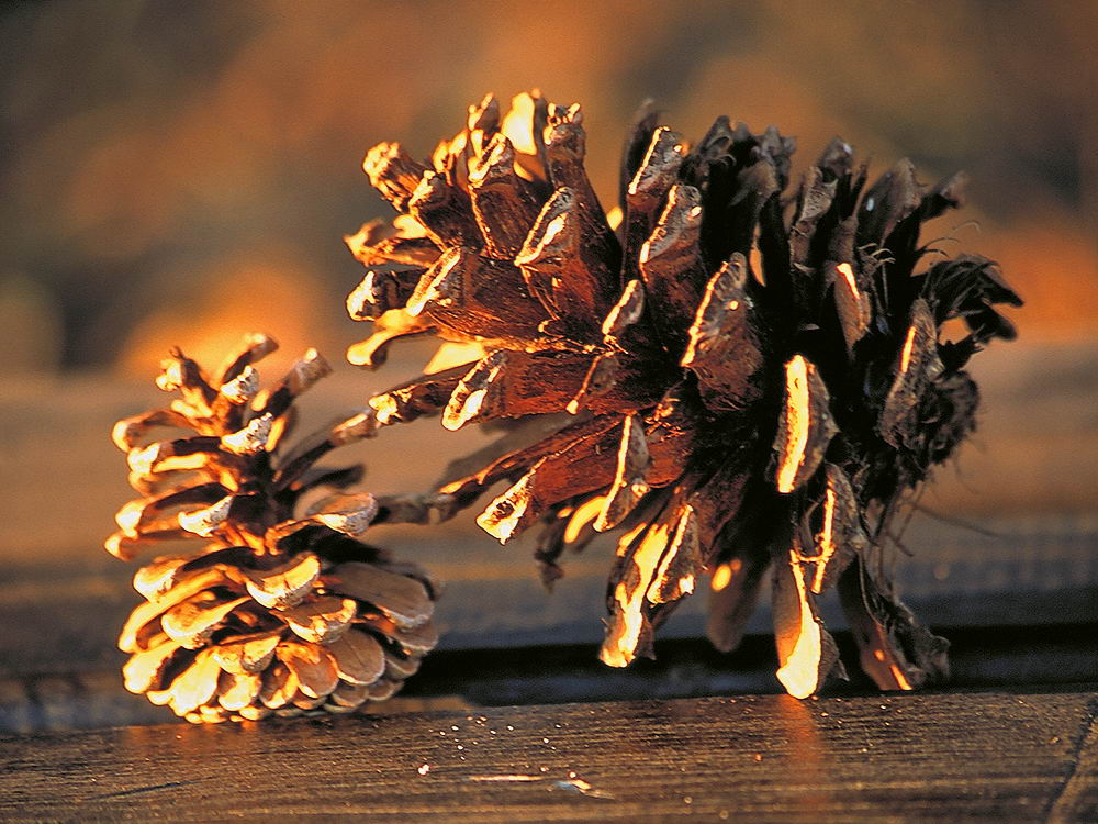 zur &Uuml;bersicht Zapfenstreich 2