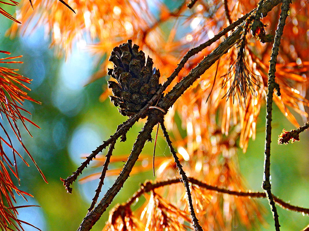 zur &Uuml;bersicht Zapfenstreich 2