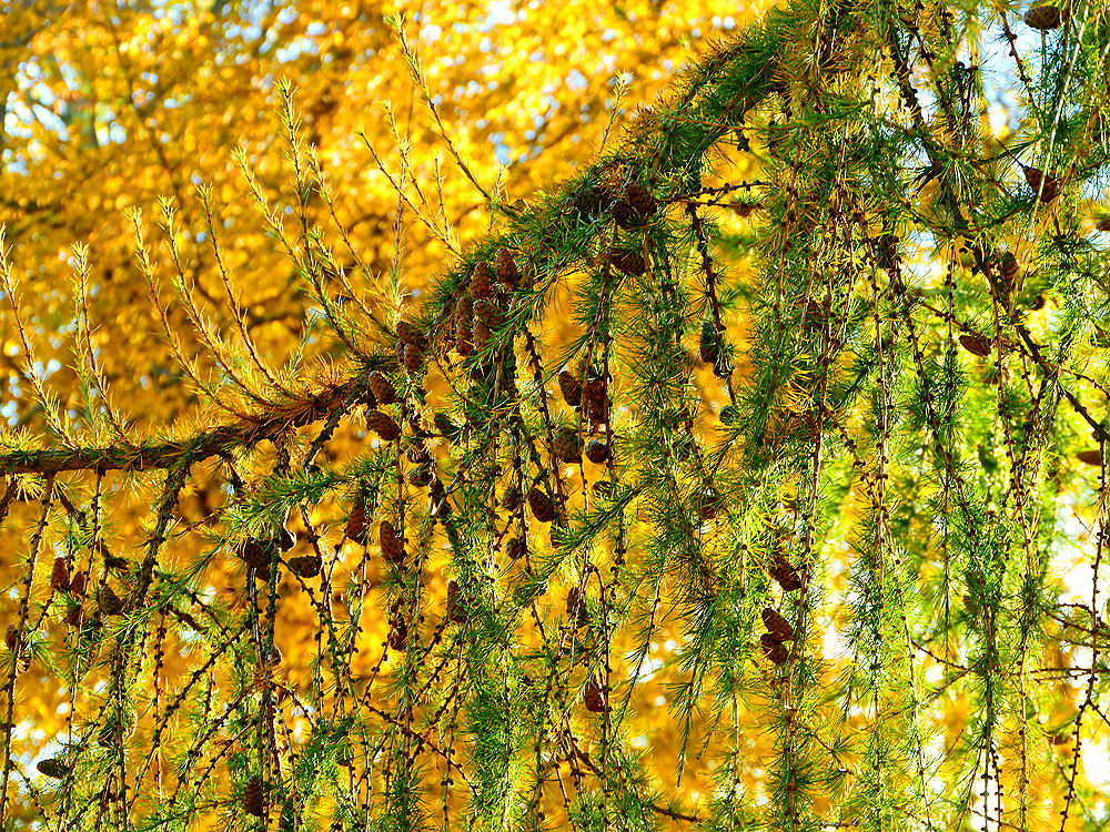 zur &Uuml;bersicht Zapfenstreich 2