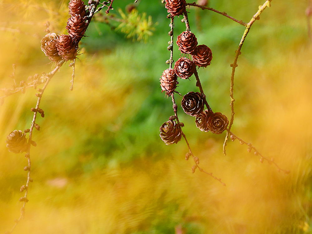 zur &Uuml;bersicht Zapfenstreich 2