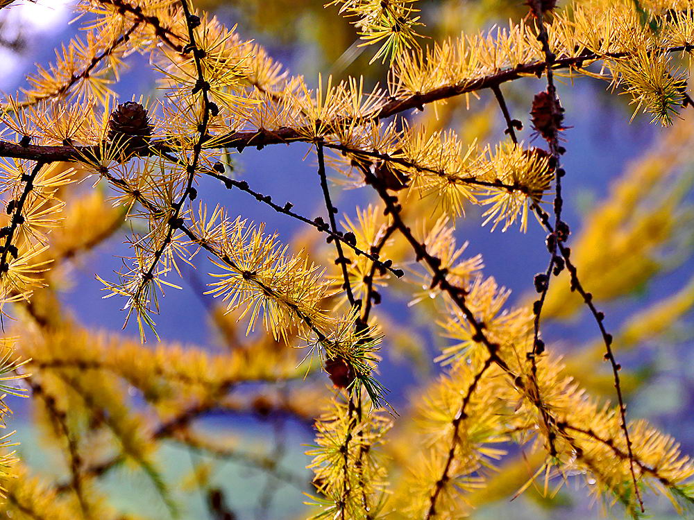 zur &Uuml;bersicht Zapfenstreich 2