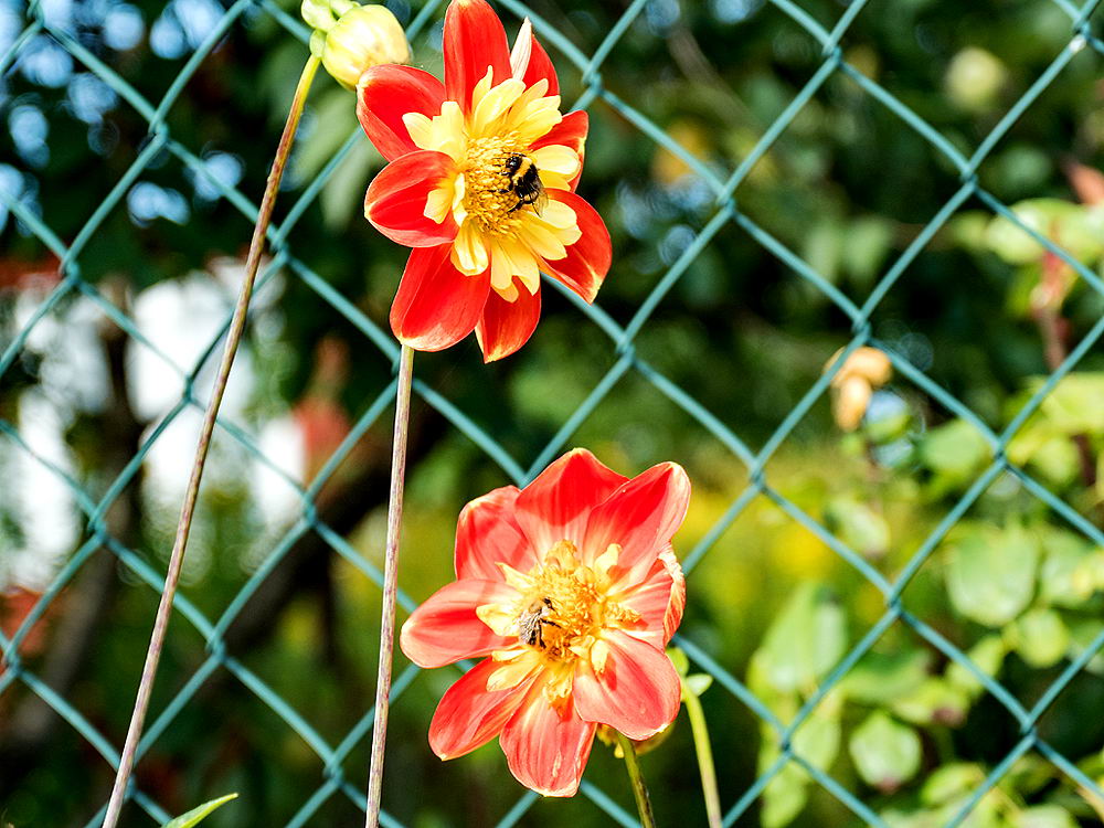 zur &Uuml;bersicht Zaung&auml;ste 4