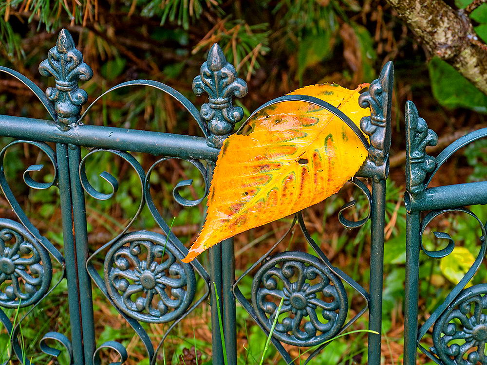 zur &Uuml;bersicht Zaung&auml;ste 4