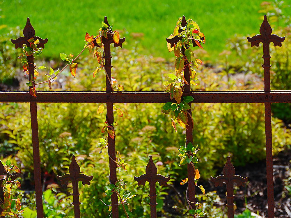 zur &Uuml;bersicht Zaung&auml;ste 4