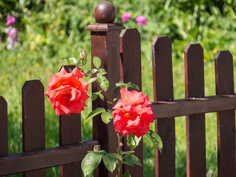 zur &Uuml;bersicht Zaung&auml;ste 4