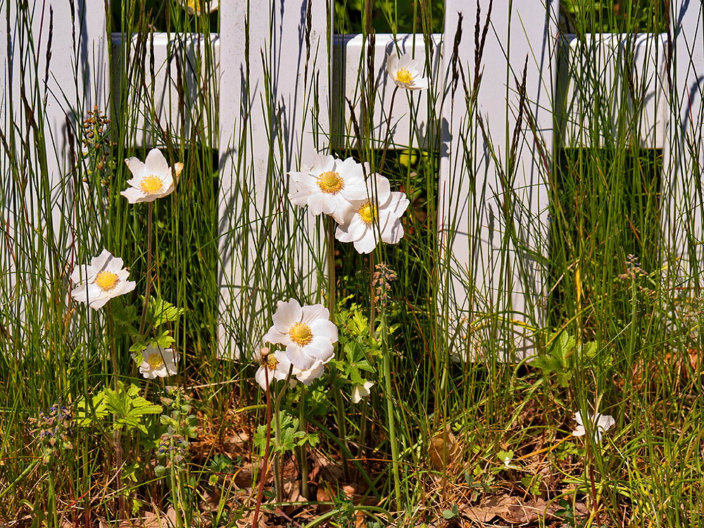 zur &Uuml;bersicht Zaung&auml;ste 4