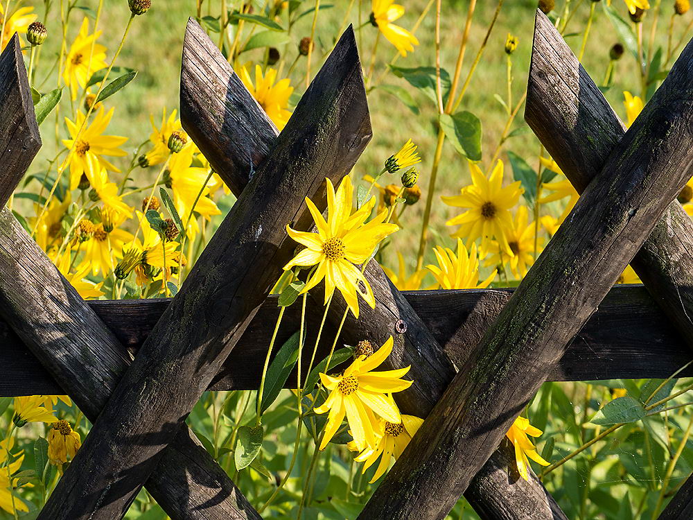 zur &Uuml;bersicht Zaung&auml;ste 4
