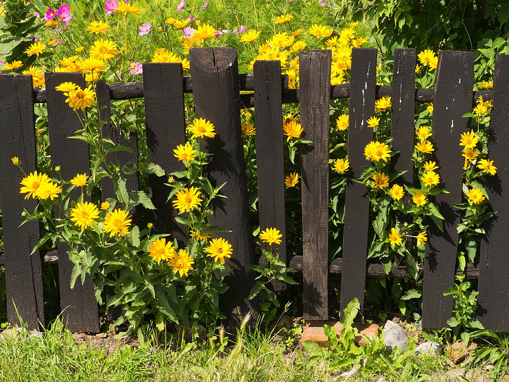 zur &Uuml;bersicht Zaung&auml;ste 5