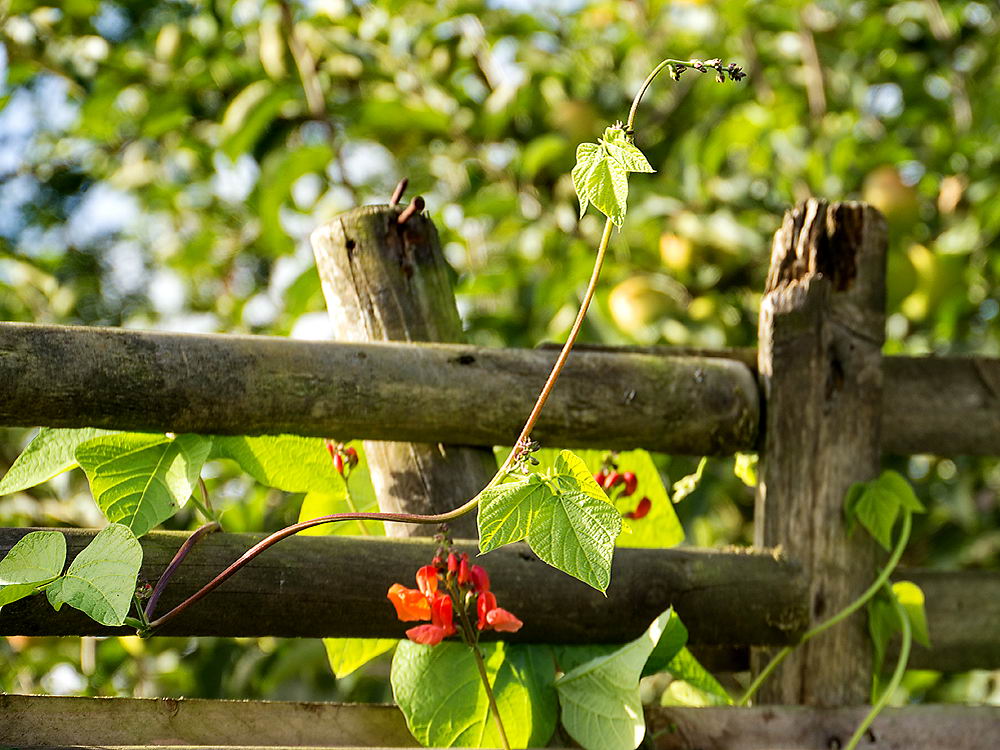 zur &Uuml;bersicht Zaung&auml;ste 5