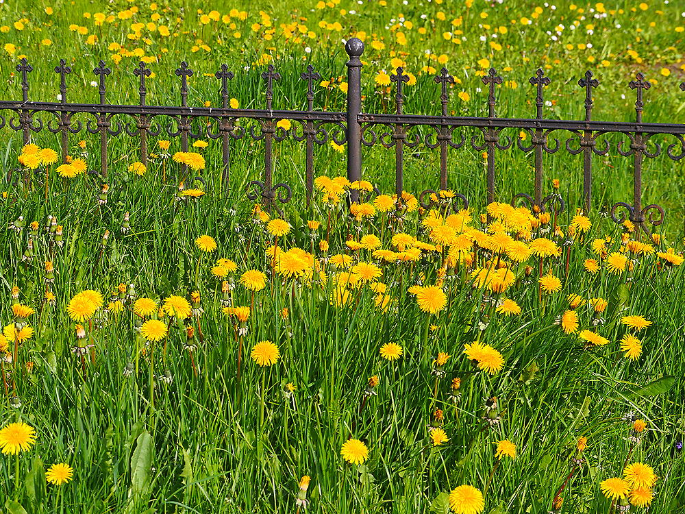 zur &Uuml;bersicht Zaung&auml;ste 5