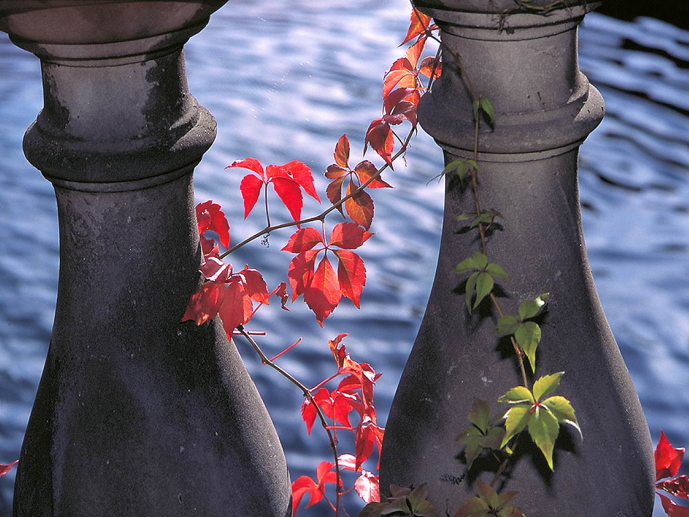 zur &Uuml;bersicht Zaung&auml;ste 5