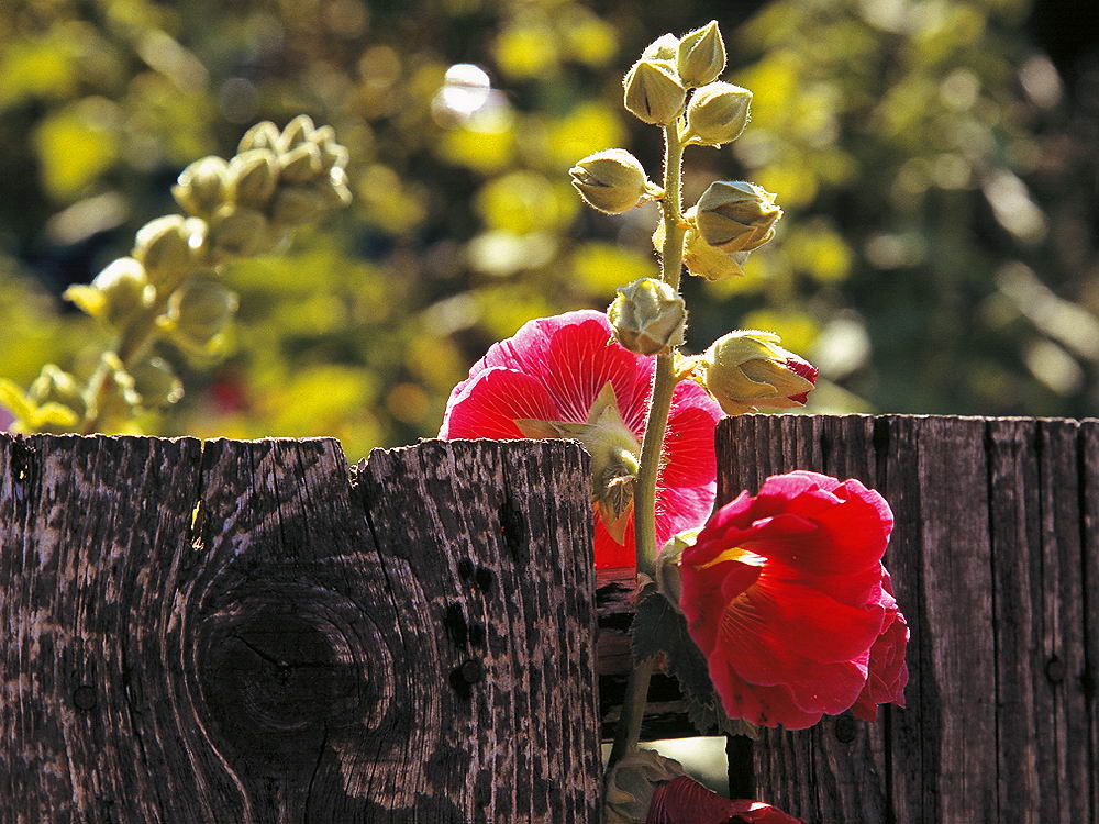 zur &Uuml;bersicht Zaung&auml;ste 5