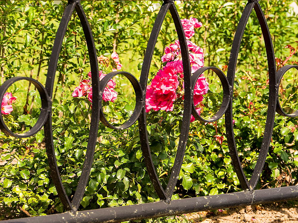 zur &Uuml;bersicht Zaung&auml;ste 5