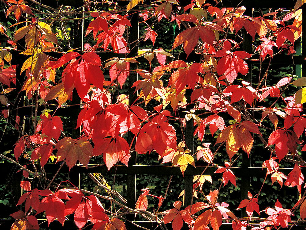 zur &Uuml;bersicht Zaung&auml;ste 5