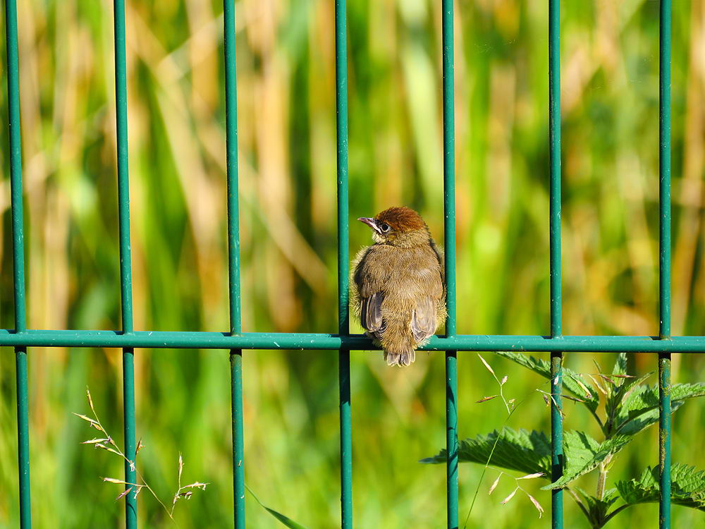 zur &Uuml;bersicht Zaung&auml;ste 5