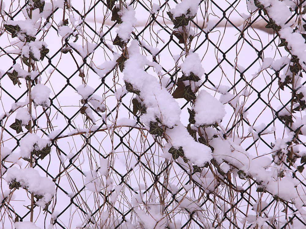 zur &Uuml;bersicht Zaung&auml;ste 6