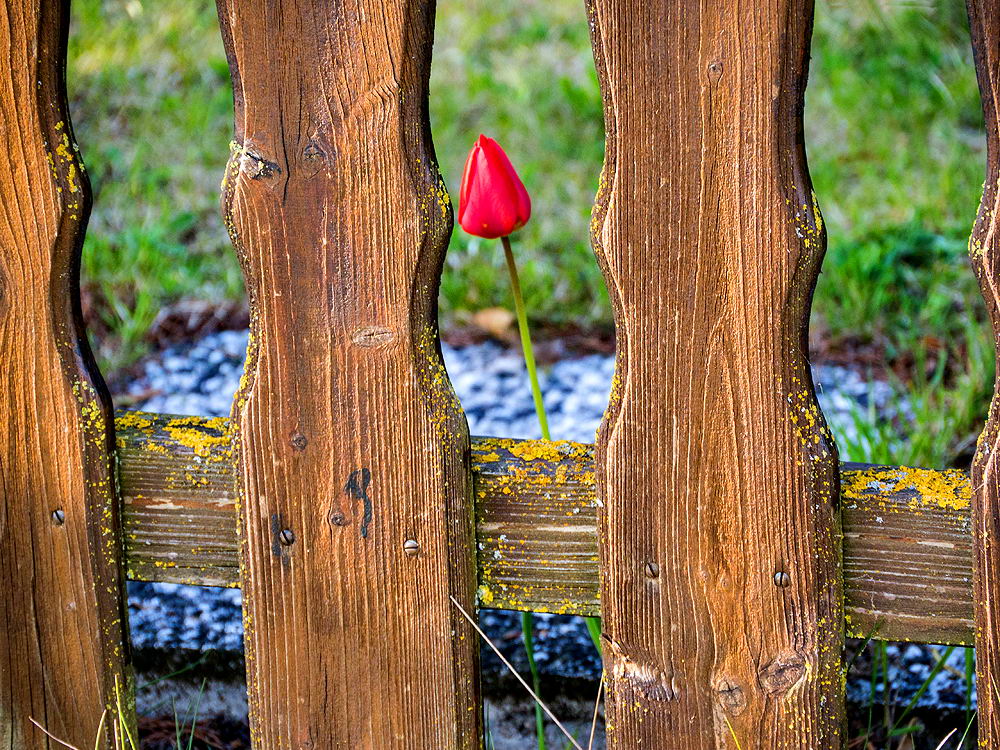 zur &Uuml;bersicht Zaung&auml;ste 6