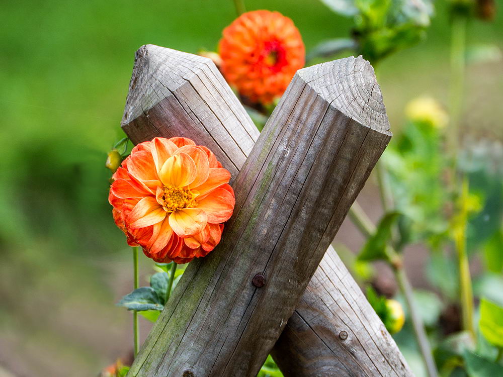 zur &Uuml;bersicht Zaung&auml;ste 6