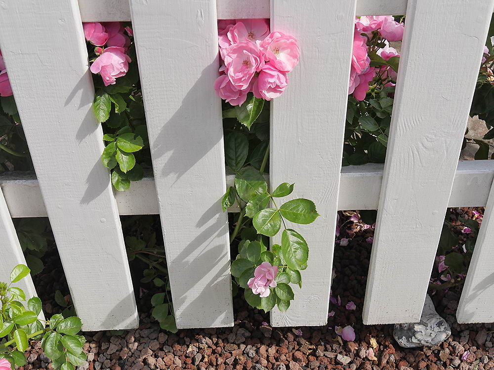 zur &Uuml;bersicht Zaung&auml;ste 6