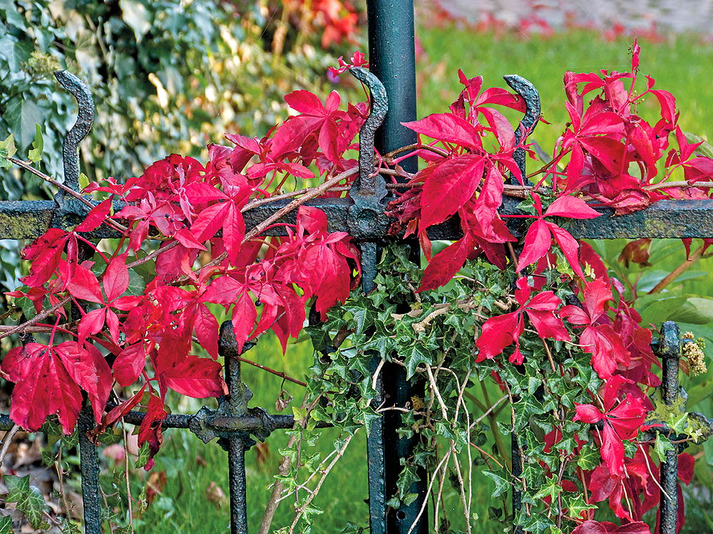 zur &Uuml;bersicht Zaung&auml;ste 6