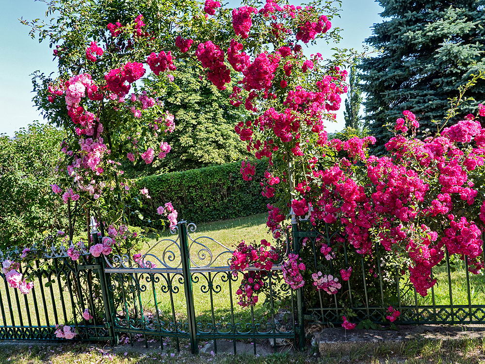 zur &Uuml;bersicht Zaung&auml;ste 6