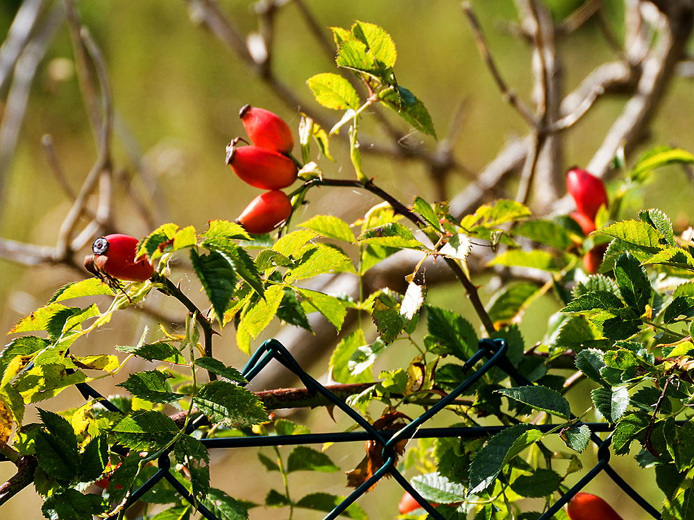 zur &Uuml;bersicht Zaung&auml;ste 6