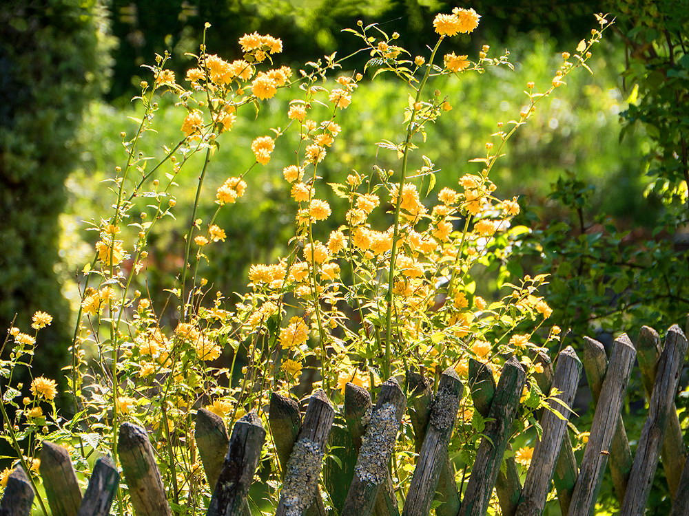 zur &Uuml;bersicht Zaung&auml;ste 8