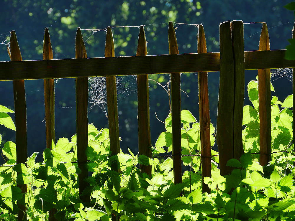 zur &Uuml;bersicht Zaung&auml;ste 8