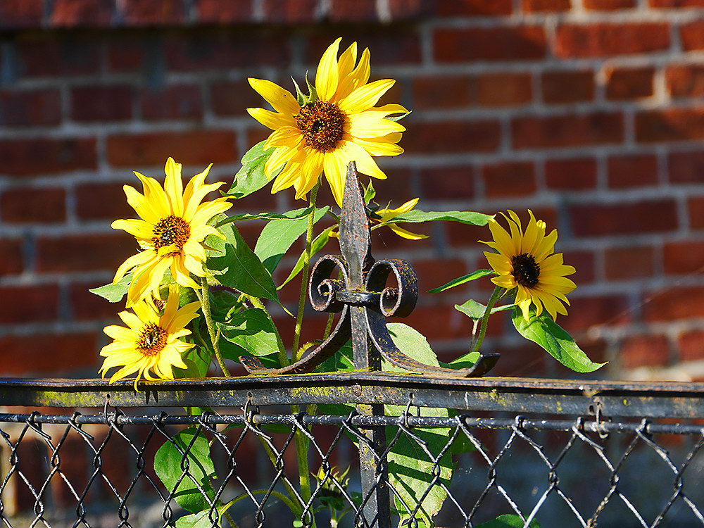 zur &Uuml;bersicht Zaung&auml;ste 8